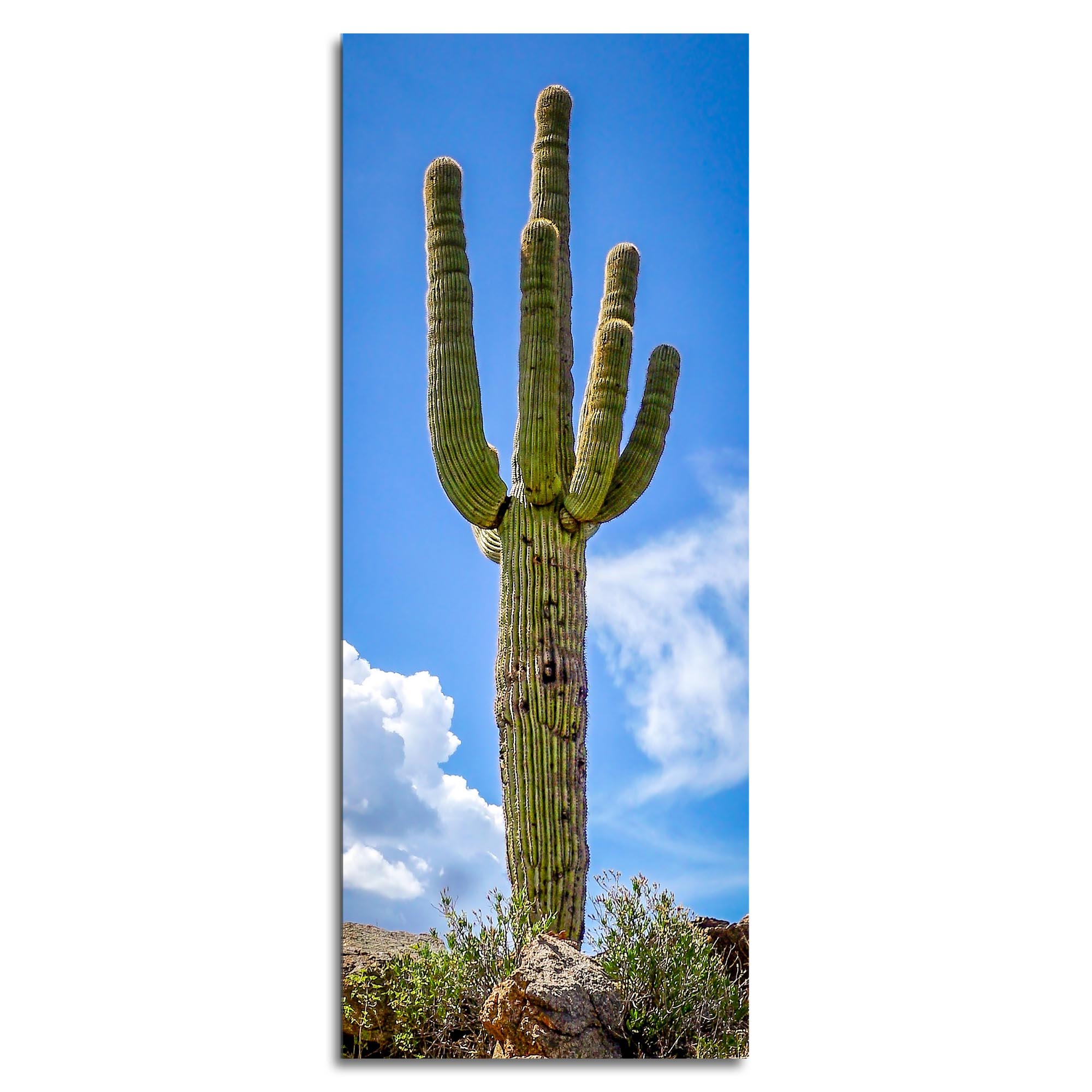 Adam Utz 'Saguaro Cactus' 19in x 48in Contemporary Style Desert Art