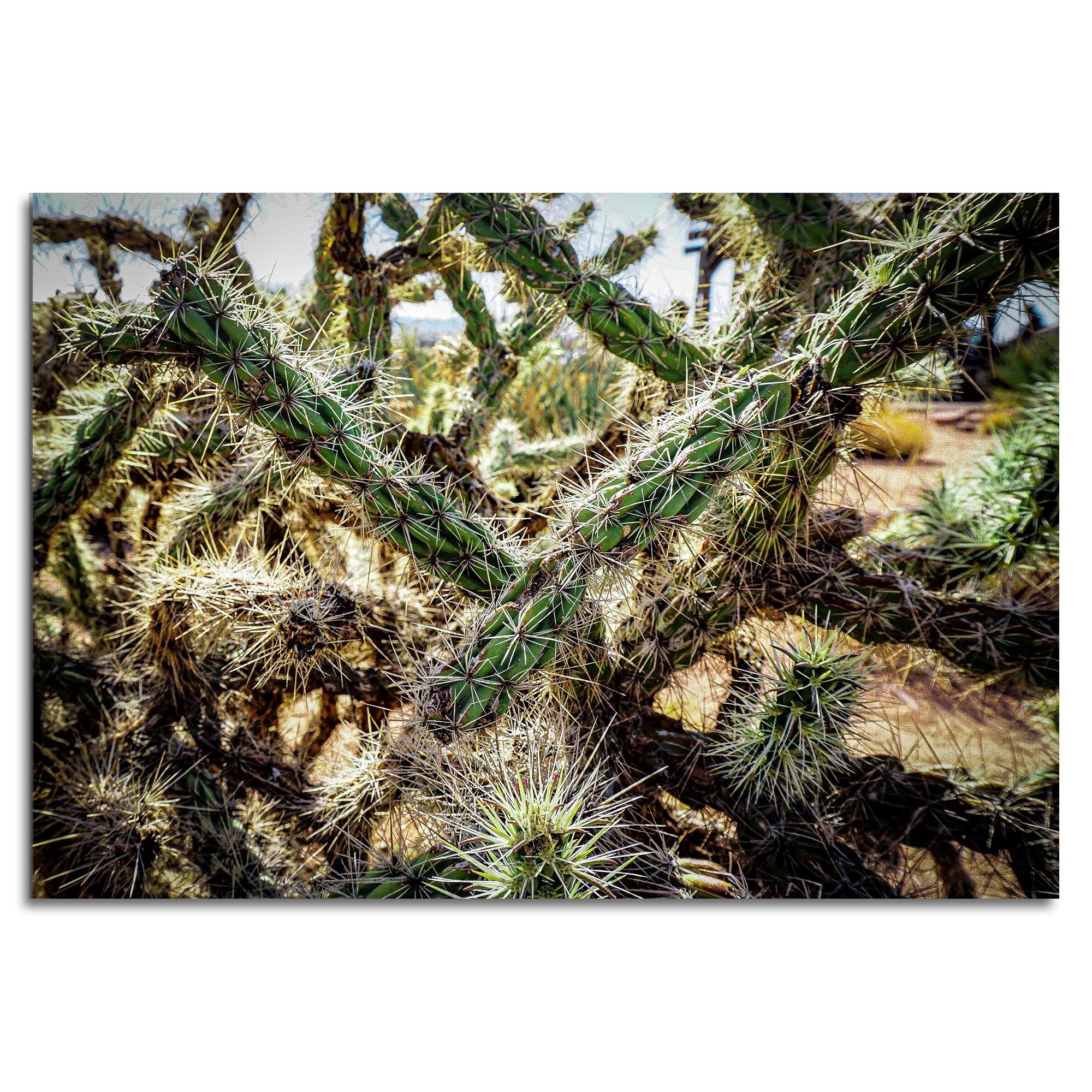 Adam Utz 'Cholla Cactus' 32in x 22in Contemporary Style Desert Art