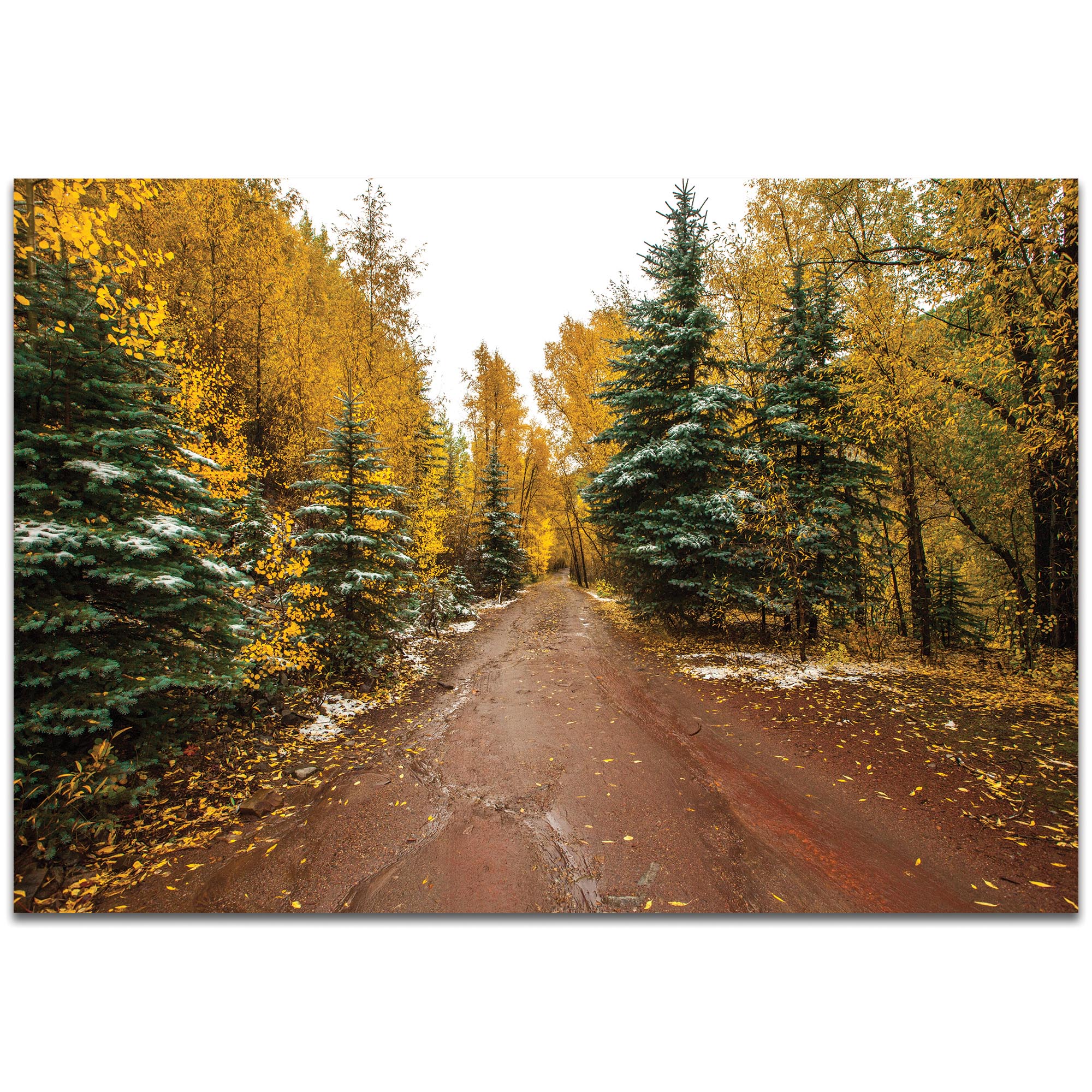 Landscape Photography 'Road Less Traveled' - Autumn Trees Art on Metal or Plexiglass