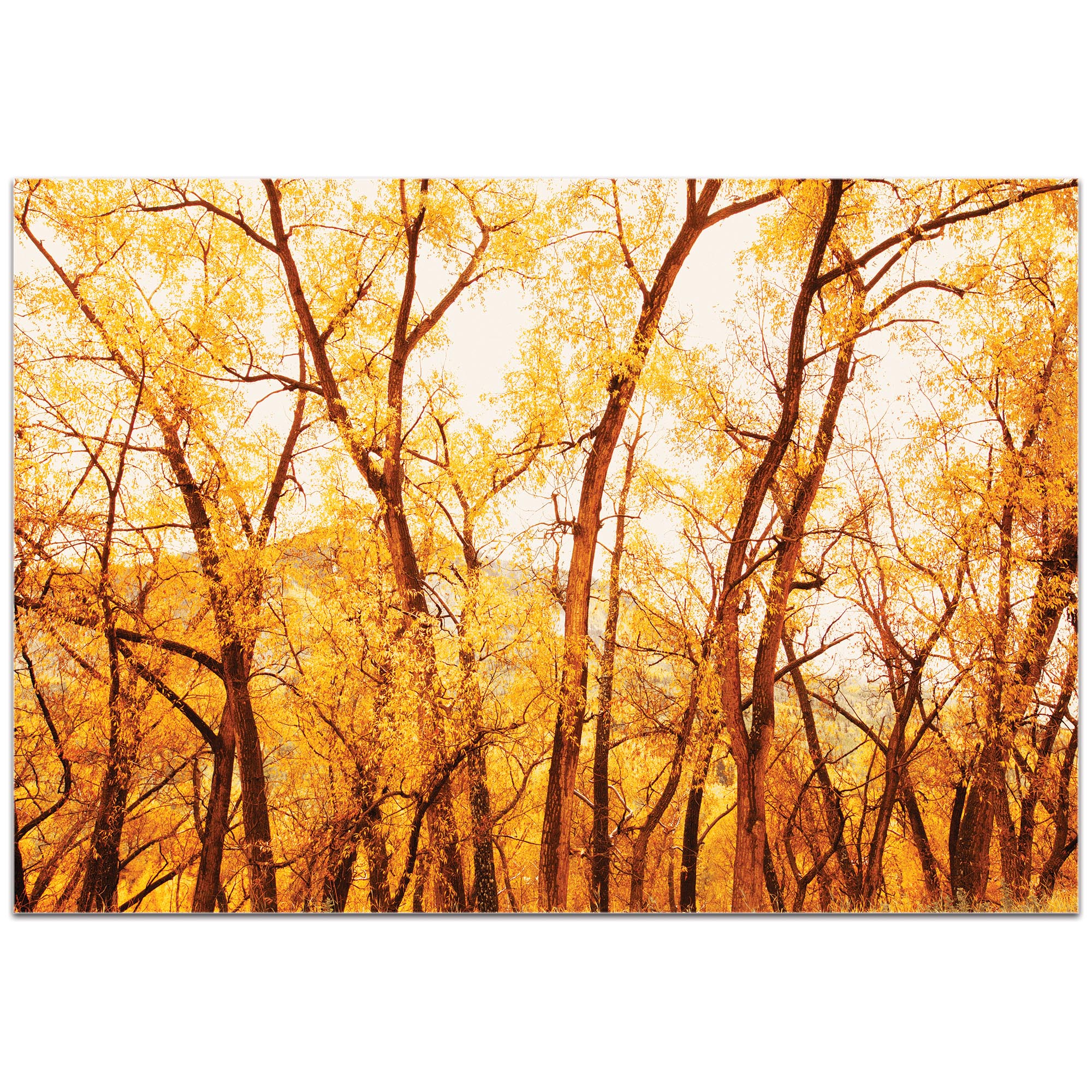 Landscape Photography 'Fall Trees' - Autumn Nature Art on Metal or Plexiglass - Image 2
