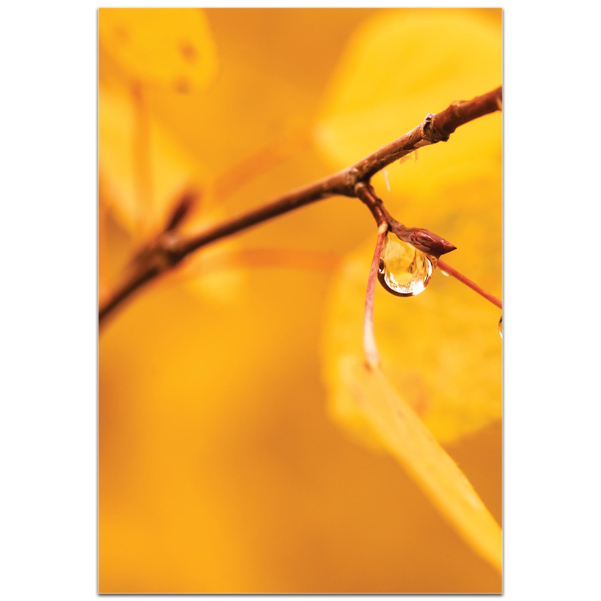Nature Photography 'Golden Drop' - Autumn Leaves Art on Metal or Plexiglass - Image 2