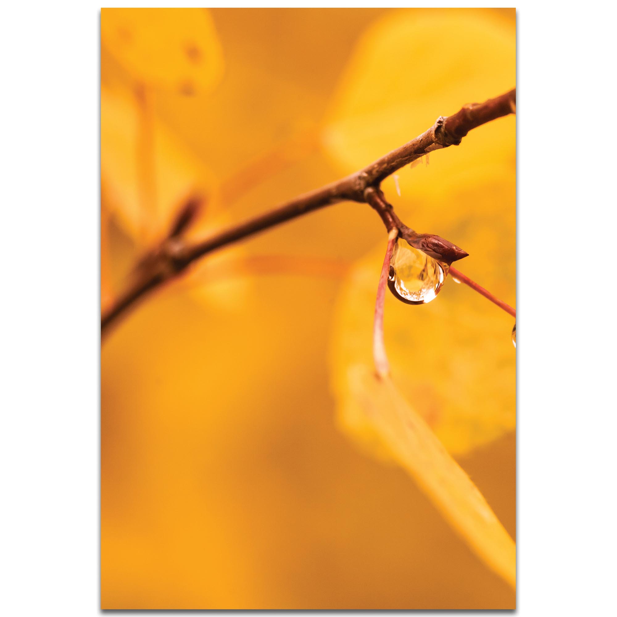 Nature Photography 'Golden Drop' - Autumn Leaves Art on Metal or Plexiglass
