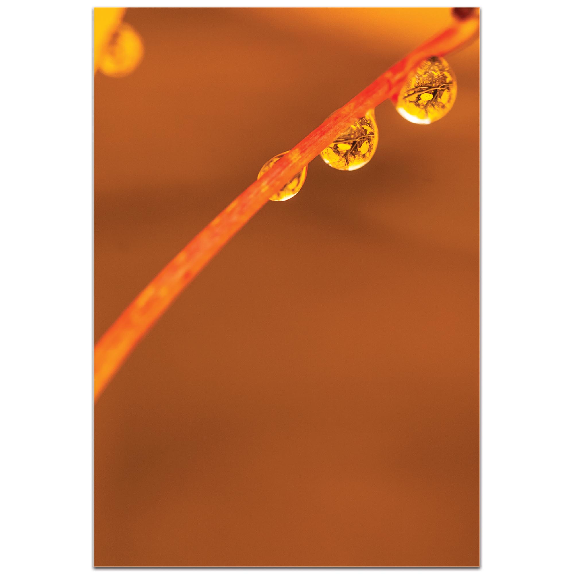 Nature Photography 'Morning Dew' - Autumn Leaves Art on Metal or Plexiglass - Image 2