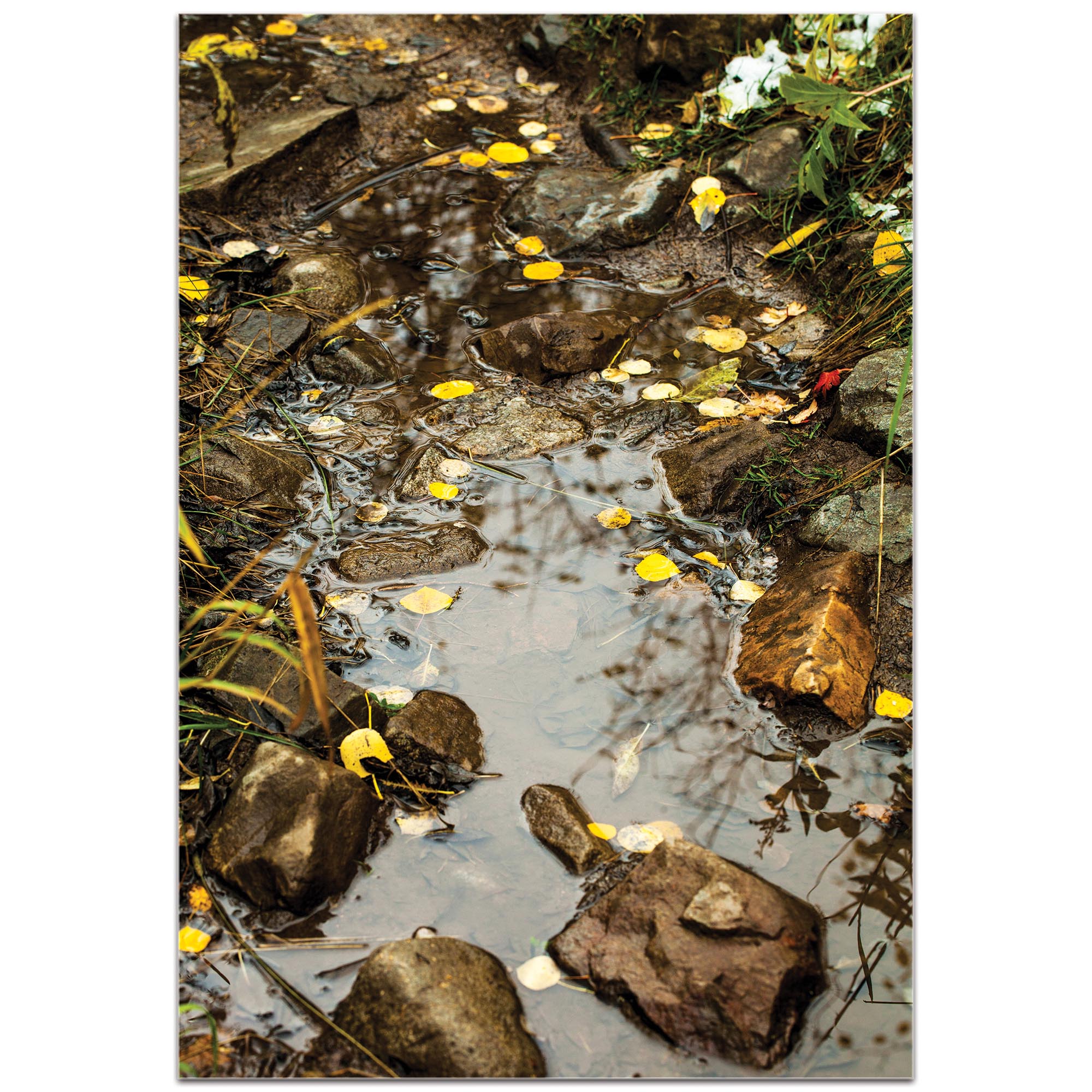 Nature Photography 'Float On' - Autumn Leaves Art on Metal or Plexiglass - Image 2