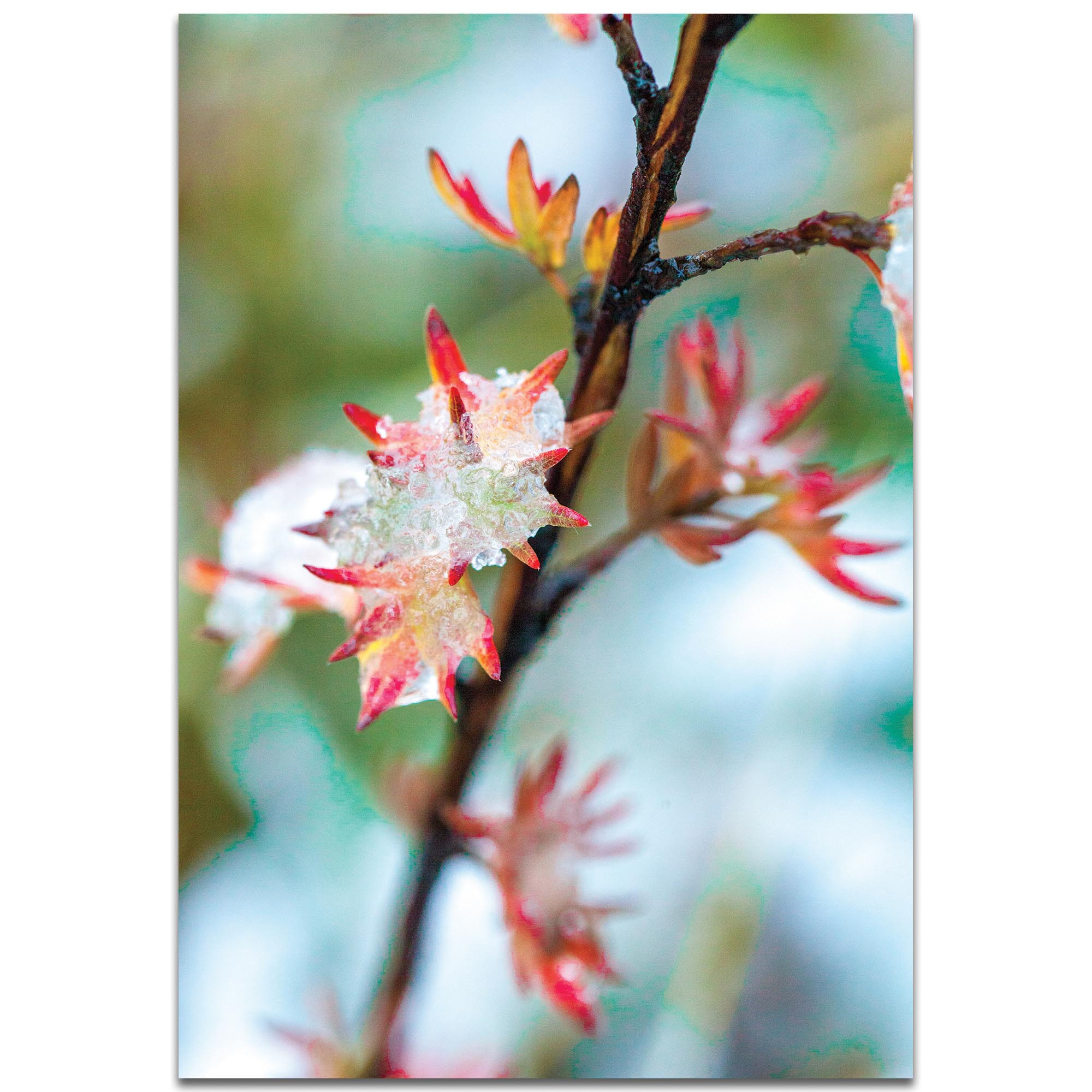 Nature Photography 'Icy Autumn' - Winter Blossom Art on Metal or Plexiglass