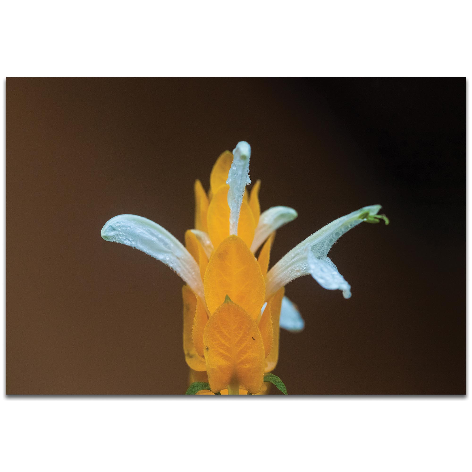 Nature Photography 'White and Gold' - Flower Blossom Art on Metal or Plexiglass