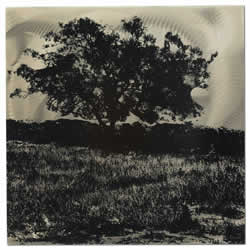 Tree Black & White - Tree Landscape Silhouette Art