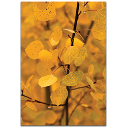 Nature Photography Turn to Gold - Autumn Leaves Art on Metal or Plexiglass