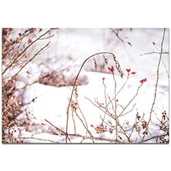 Nature Photography Red Buds - Winter Blossom Art on Metal or Plexiglass