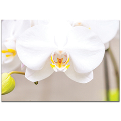 Nature Photography White Bloom - Flower Blossom Art on Metal or Plexiglass