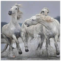 White Horse on Water by Paul Keates - Horse Art on Metal or Acrylic