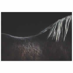 Naked Horse by Piet Flour - Horse Wall Art on Metal or Acrylic