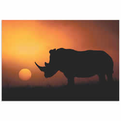 Rhino Sunrise by Mario Moreno - Rhino Silhouette Art on Metal or Acrylic