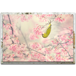 Takashi Suzuki Cherry Blossom Color 32in x 22in Modern Farmhouse Floral on Metal