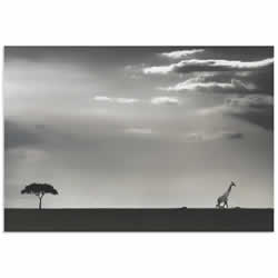 Giraffe on the Horizon by Piet Flour - Giraffe Wall Art on Metal or Acrylic