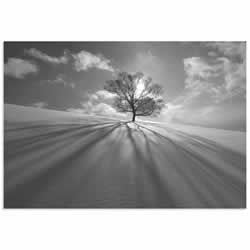 Tree Shadow by Kengo Shibutani - Dramatic Photography on Metal or Acrylic