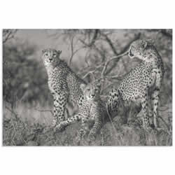 Three Cats by Jaco Marx - Cheetah Wall Art on Metal or Acrylic
