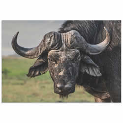 The Old Fighter Buffalo by Piet Flour - Buffalo Wall Art on Metal or Acrylic