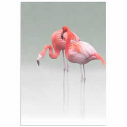 Just We Two Flamingos by Anna Cseresnjes - Pink Flamingo Art on Metal or Acrylic