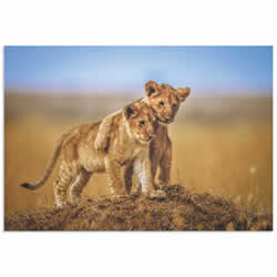 Lion Cub Brothers by Jeffrey C. Sink - Lion Cub Art on Metal or Acrylic