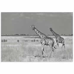 Savanna Favorites by Mathilde Guillemot - Giraffe and Zebra Art on Metal or Acrylic