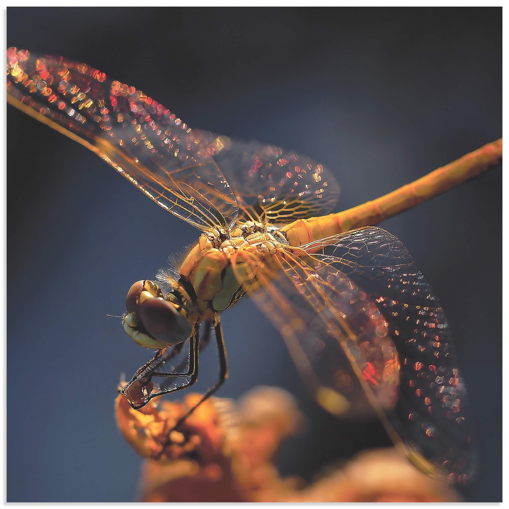 Golden Dragonfly by Thierry Dufour - Dragonfly Wall Art on Metal or Acrylic