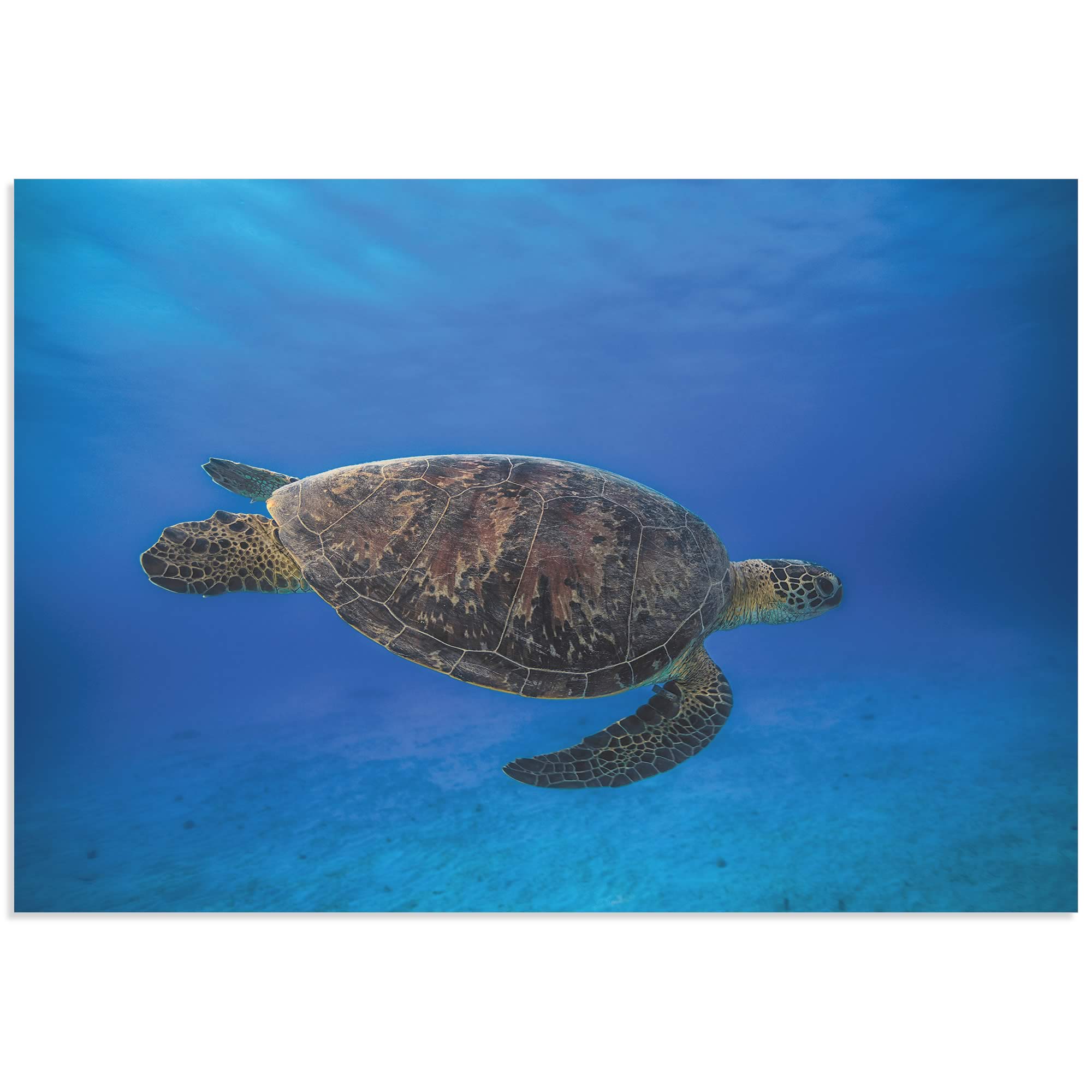 Green Turtle in the Blue by Barathieu Gabriel - Sea Turtle Art on Metal or Acrylic
