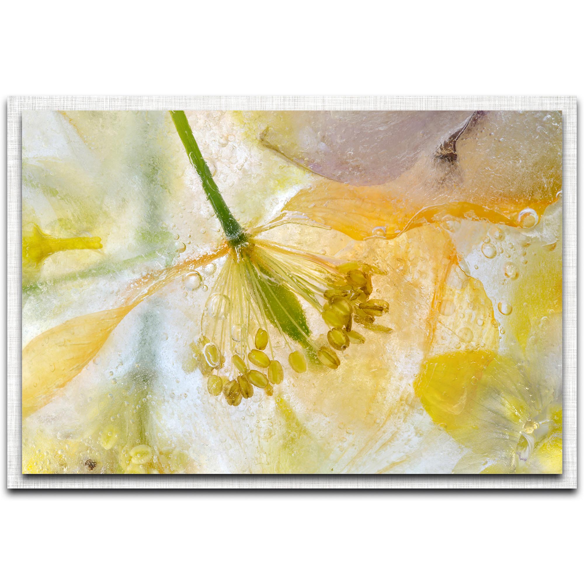 Mandy Disher 'Papaver Ice' 32in x 22in Modern Farmhouse Floral on Metal