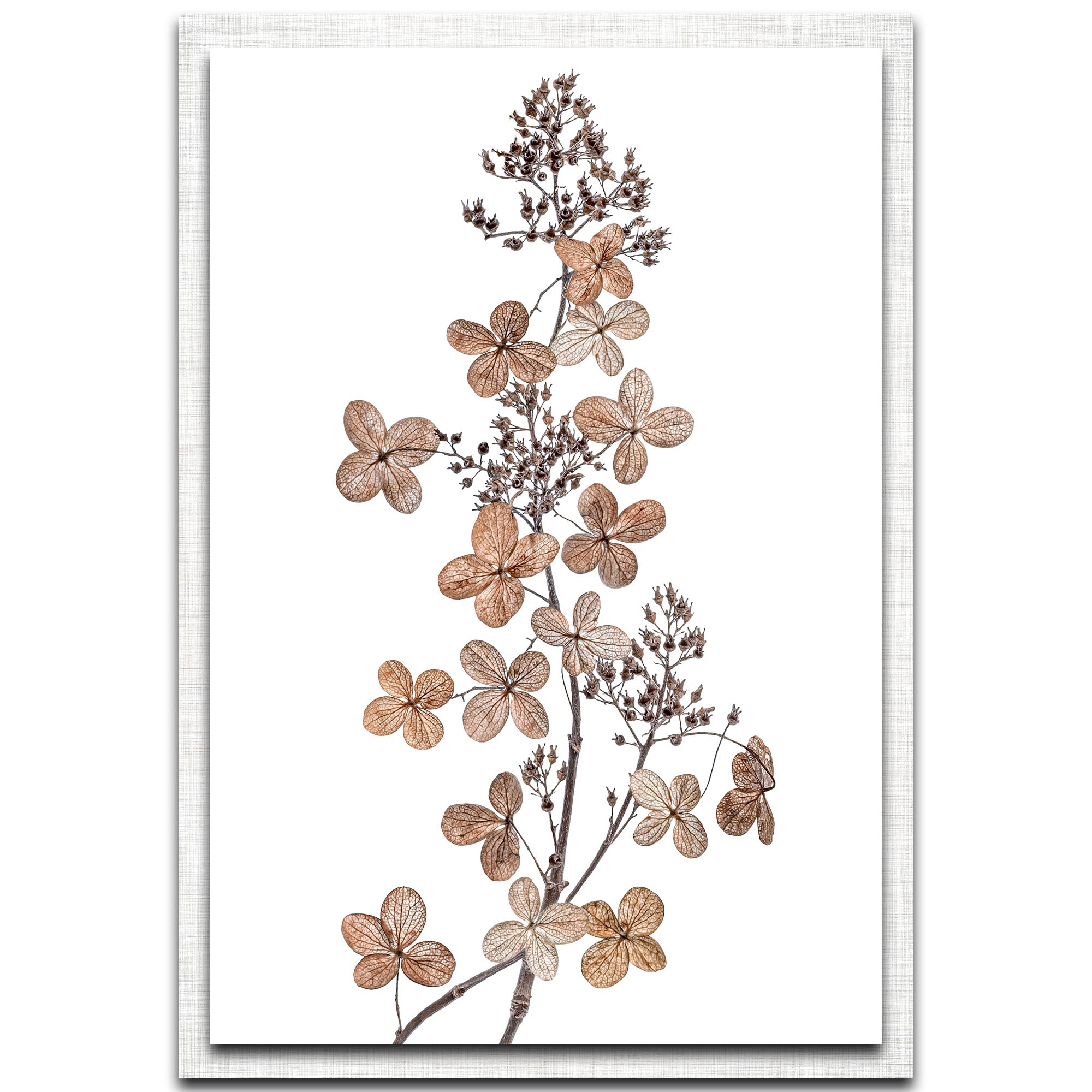 Mandy Disher 'Hydrangea Paniculata' 22in x 32in Modern Farmhouse Floral on Metal