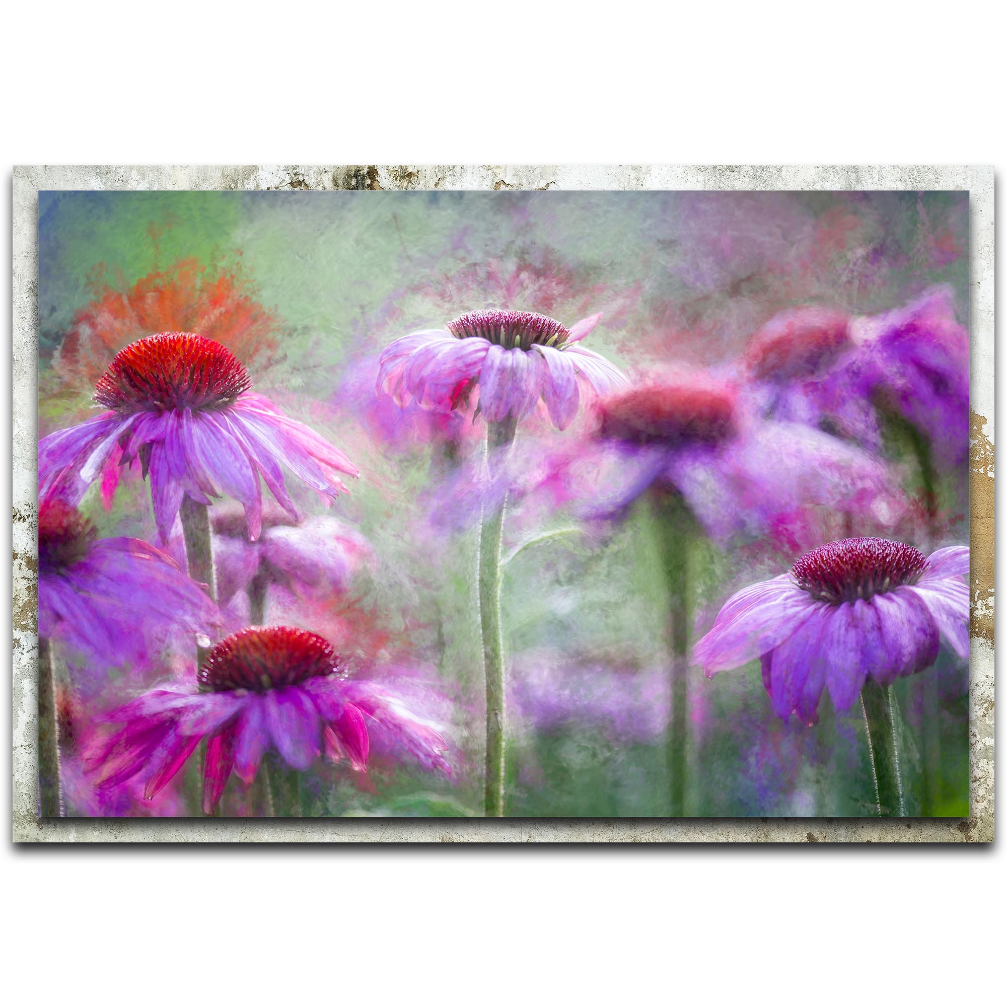 Ulrike Eisenmann 'Cone Flowers in the Morning Light' 32in x 22in Modern Farmhouse Floral on Metal