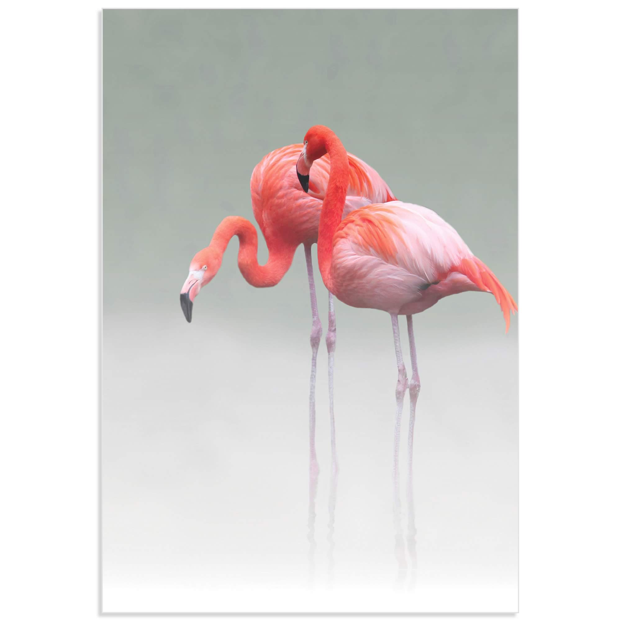 Just We Two Flamingos by Anna Cseresnjes - Pink Flamingo Art on Metal or Acrylic - Alternate View 2