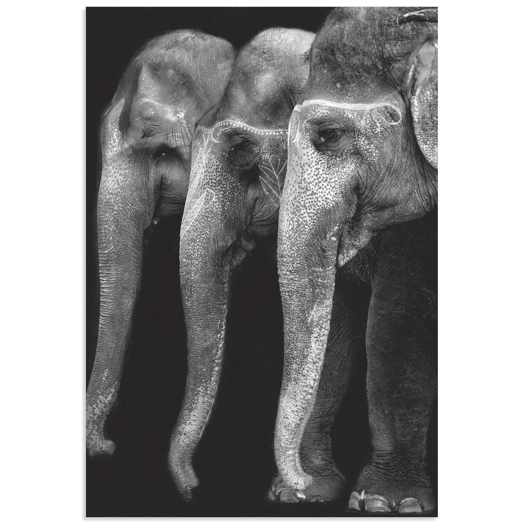 Great Elephants by Yvette Depaepe - Elephant Wall Art on Metal or Acrylic