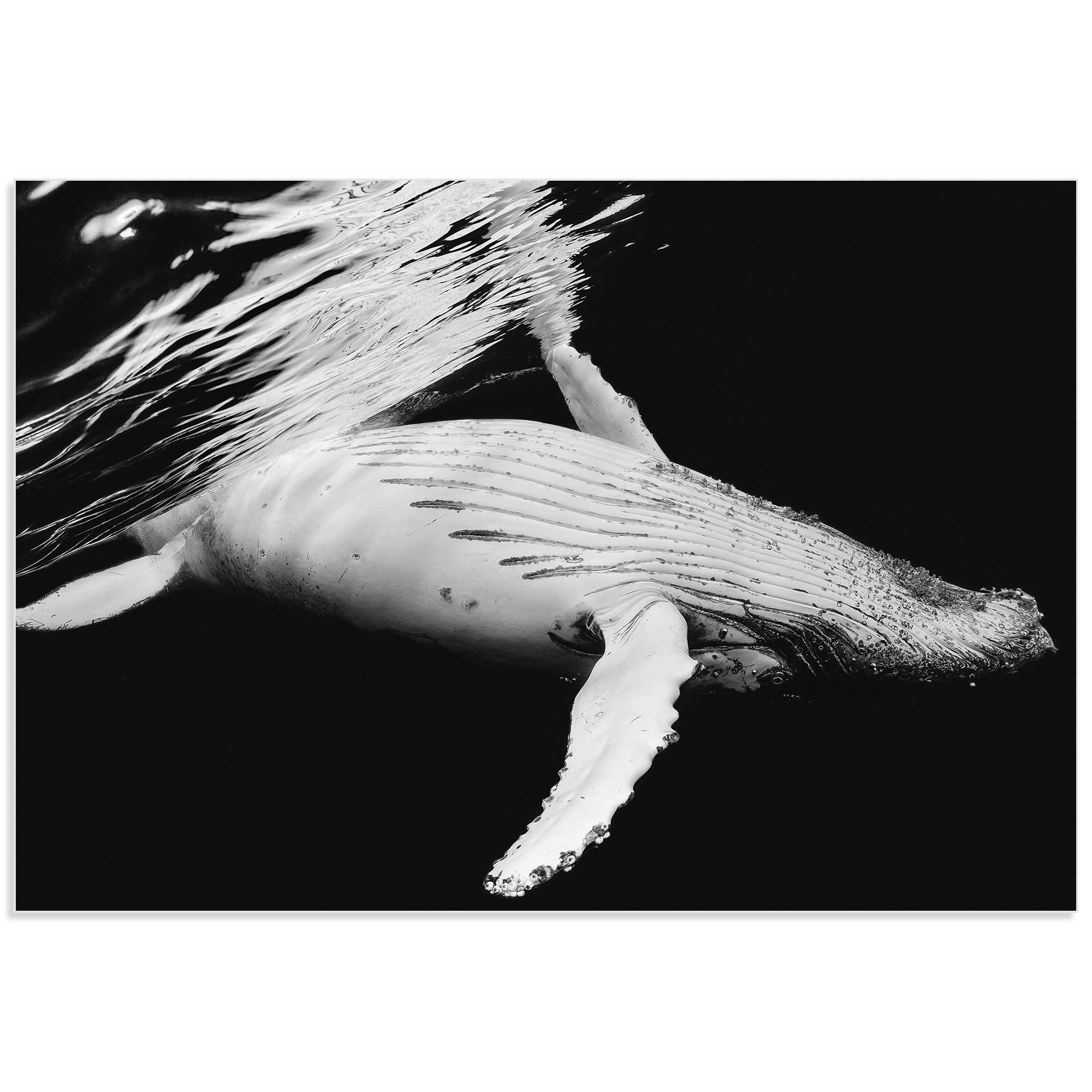 Black and White Whale by Barathieu Gabriel - Contemporary Whale Art on Metal or Acrylic - Alternate View 2